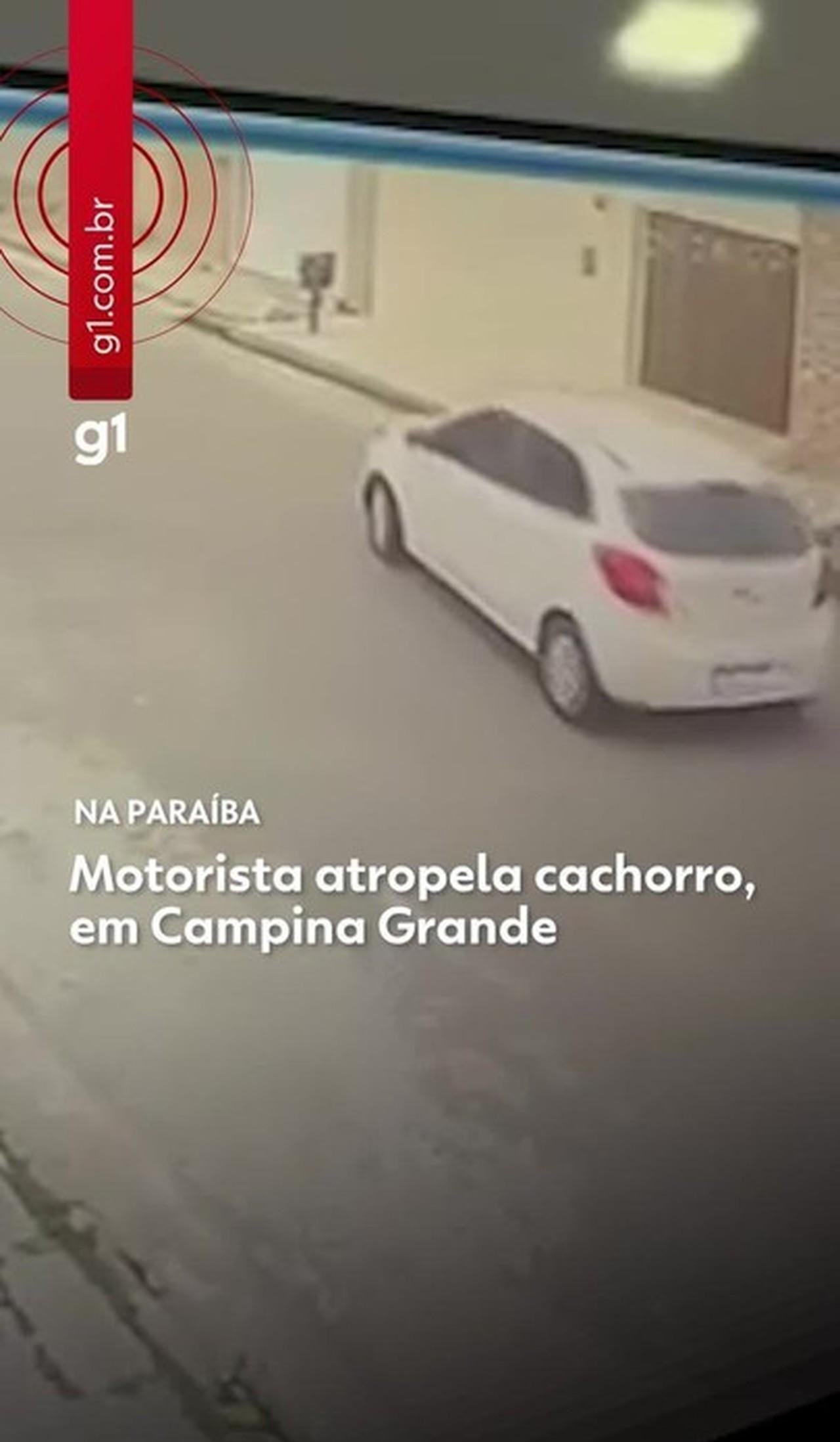 Motorista que atropelou cachorro em Campina Grande é investigado | G1