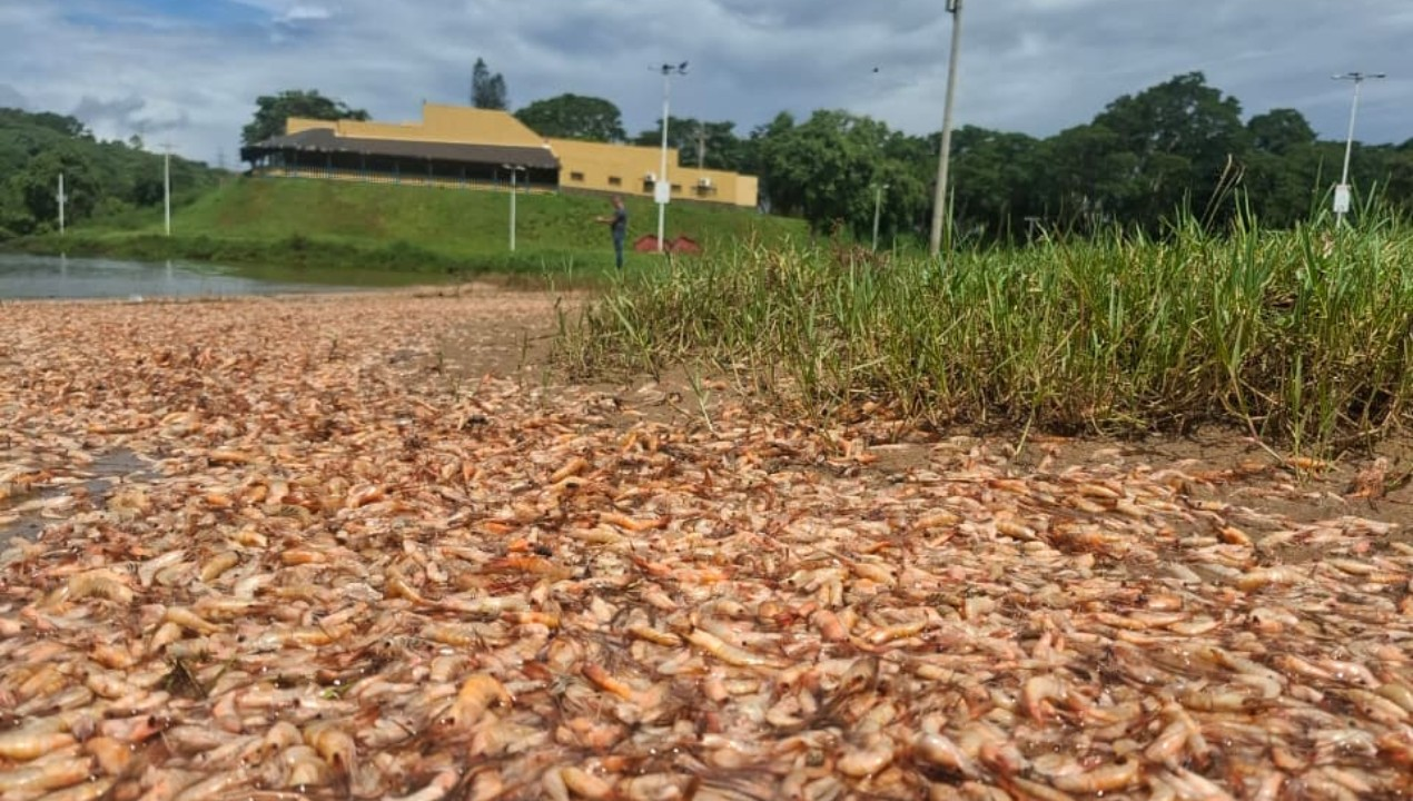 Morte de camarões no Rio Tietê: Cetesb descarta agrotóxicos | G1