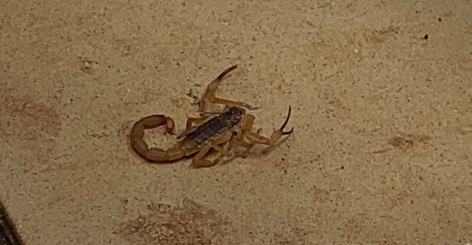 Alunas são picadas por escorpião na sala de universidade em MG | G1