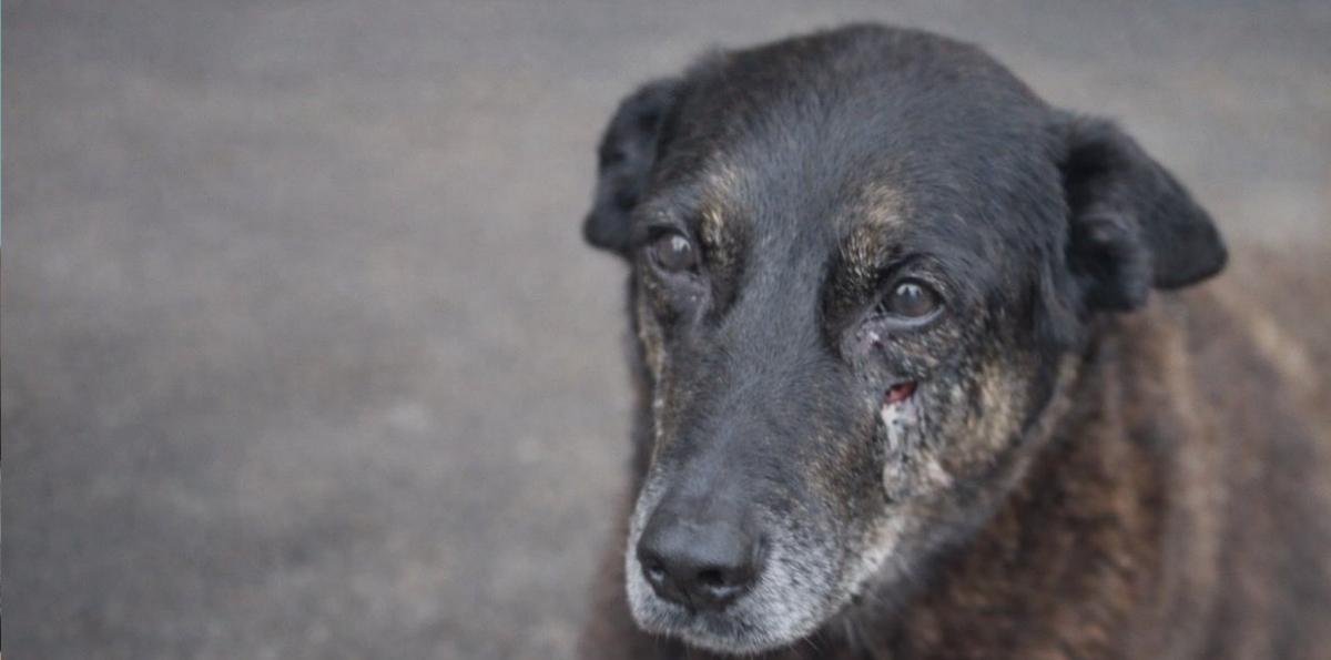 Caso Orelha: polícia não vê ligação com grupos de desafios online