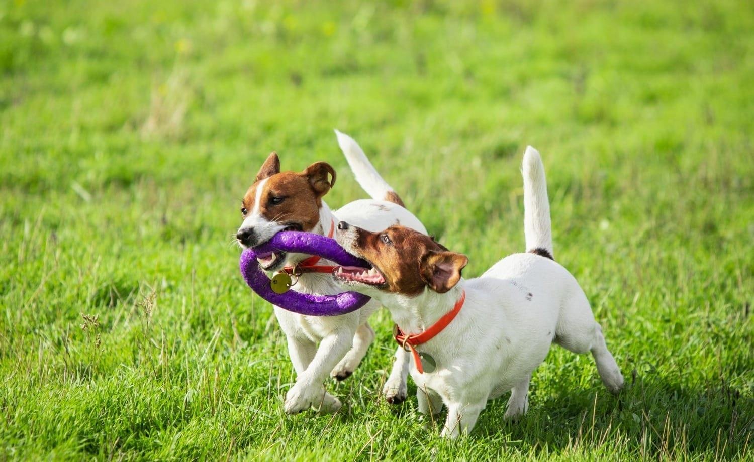 Porto Alegre obriga gravação de banho e tosa em pet shops após solicitação