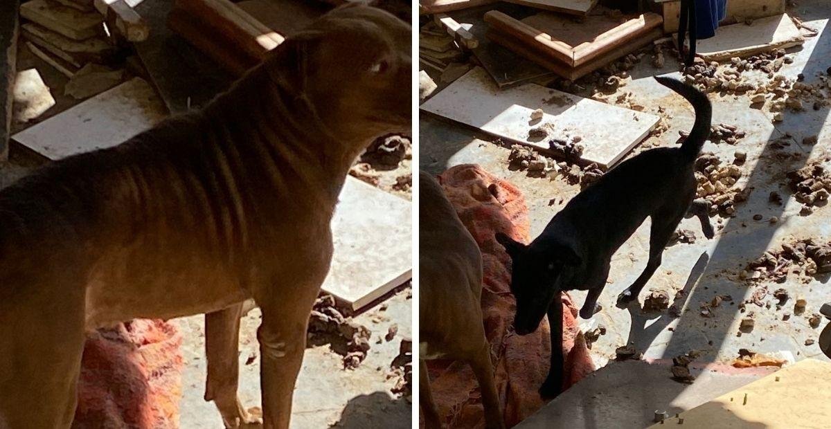 Vizinho denuncia abandono de três cachorros em Campinas | G1