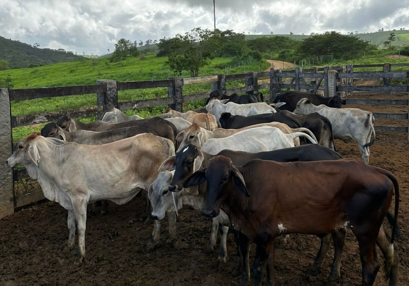 Cinco pessoas são presas em flagrante por furto de gado em Ataléia | G1
