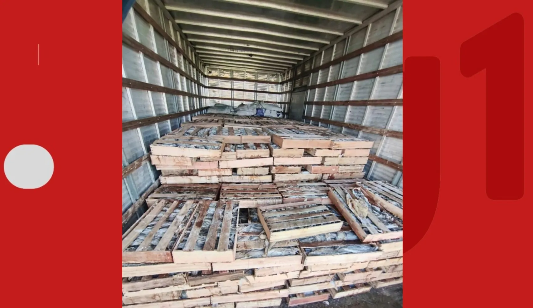 Nove toneladas de peixe são apreendidas em caminhão na Bahia | G1