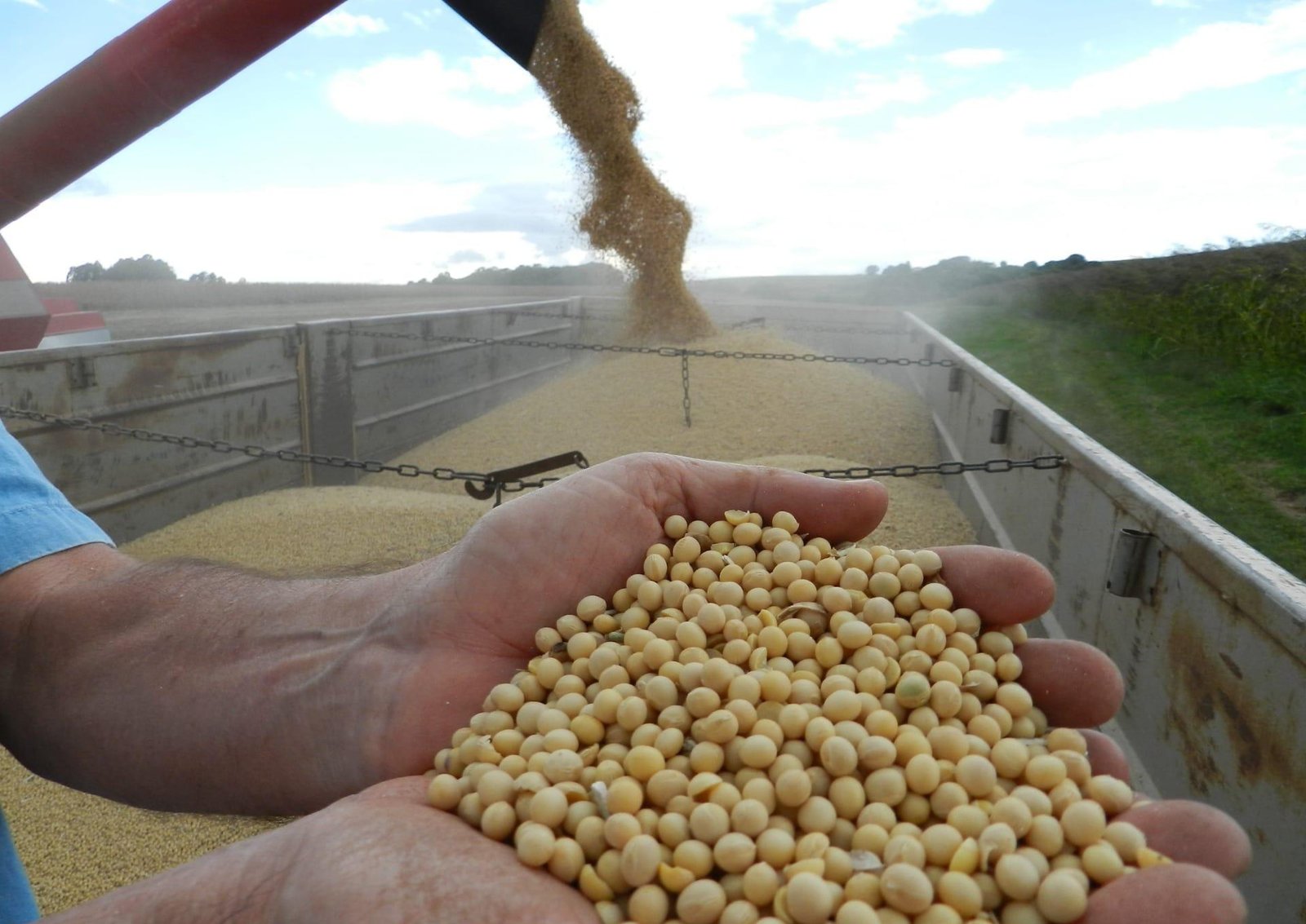Produtividade de lavouras de soja no Rio Grande do Sul é a menor do Brasil