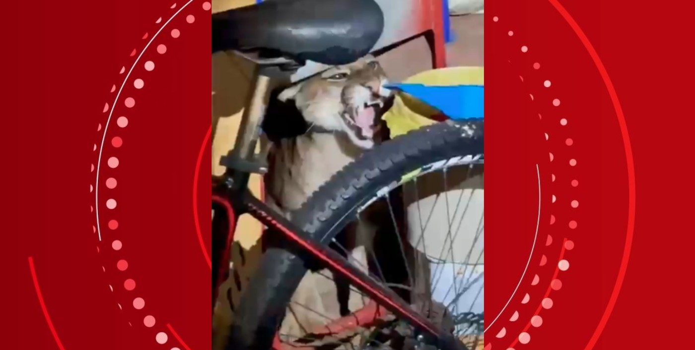 Mulher encontra onça-parda no quintal de casa após ouvir cachorro latir de madrugada, no Paraná: 'Quase infartei' | G1