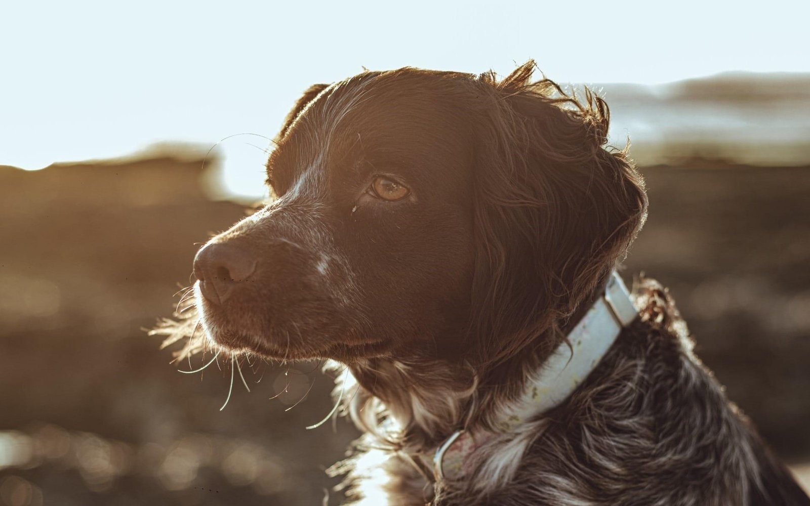 Pets idosos: 6 cuidados essenciais para garantir qualidade de vida