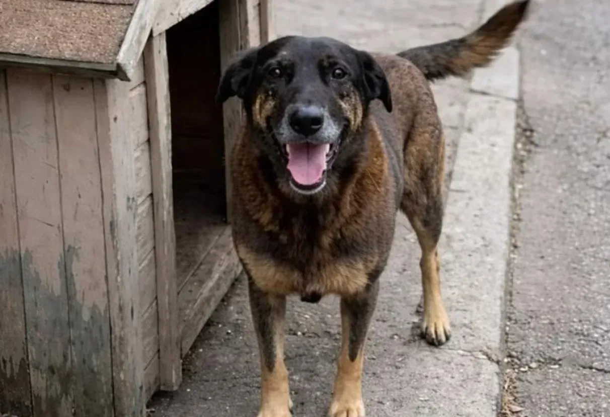 Morte do cão Orelha gera protestos por justiça animal no Brasil