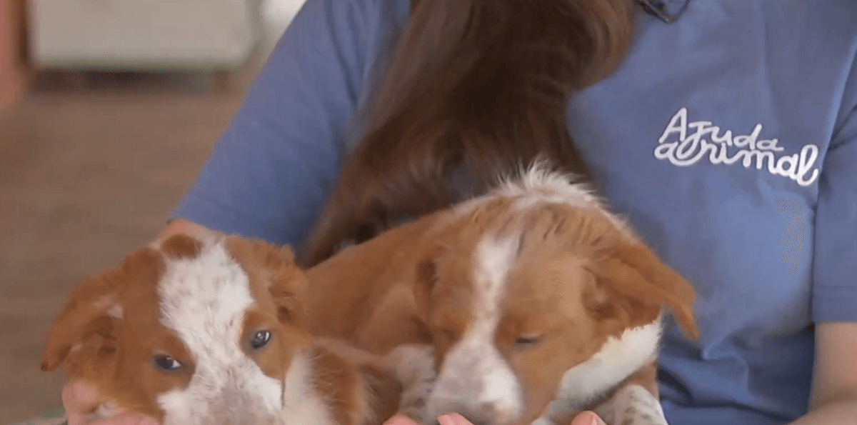 Abandono de animais dispara no final de ano; pena é de até cinco anos