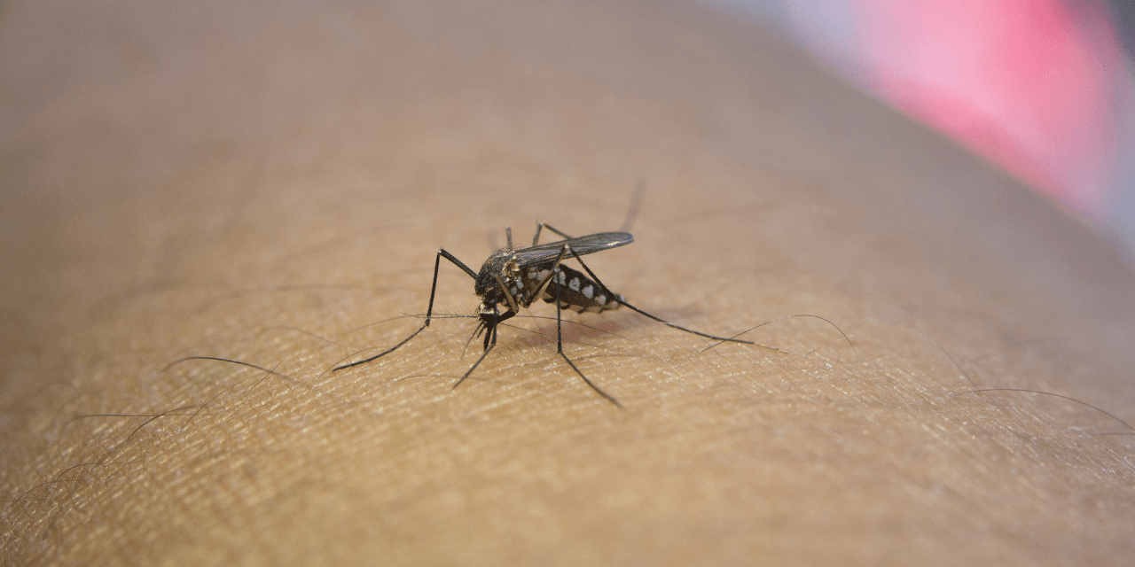 Ministério da Saúde define estratégia de imunização contra dengue