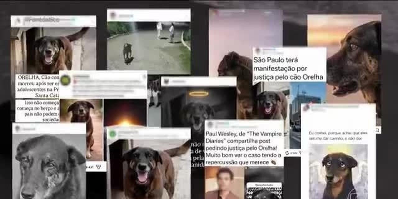 Cuidadora de cão Orelha nega boatos sobre caso e alerta: 'Inventaram um monte de coisa' | G1