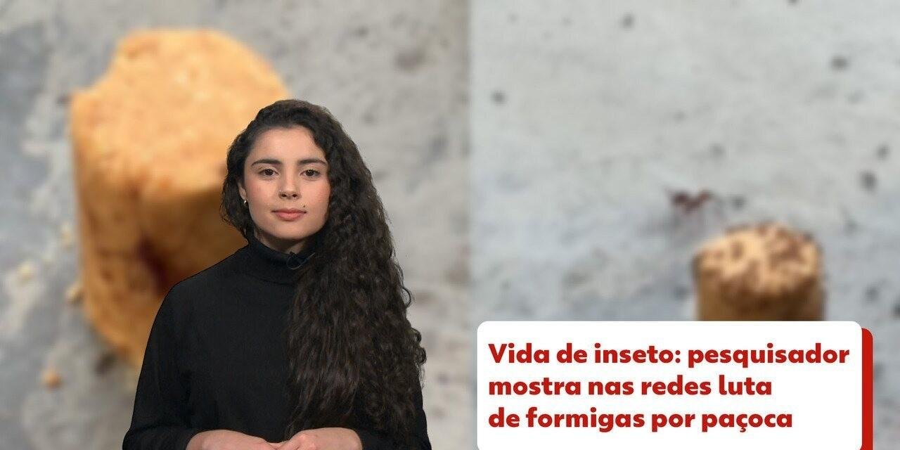 O fenômeno que explica por que iguanas estão despencando de árvores | G1