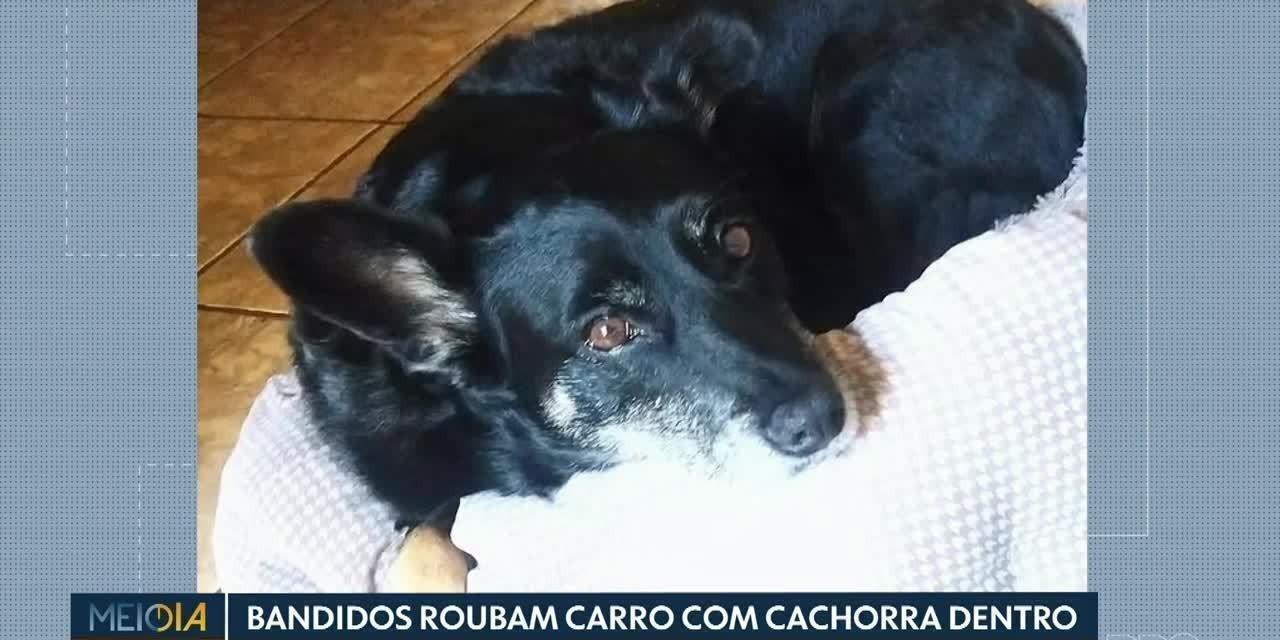 Assaltantes roubam carro e levam cachorra de 13 anos junto com veículo | G1