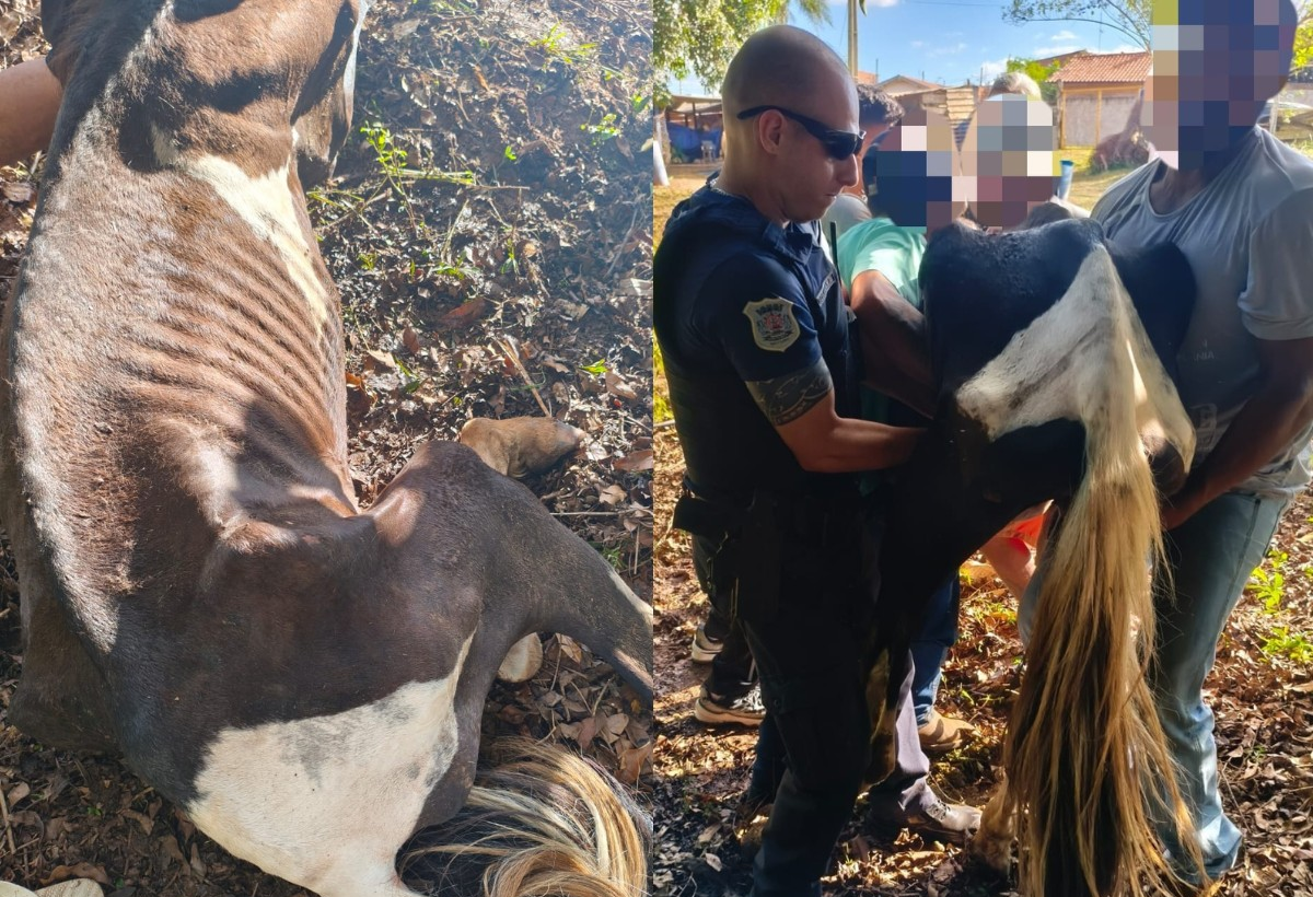 Cinco cavalos em condições de maus-tratos são resgatados em SP | G1