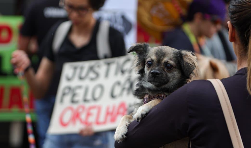 Morte do cão Orelha provoca mobilizações em capitais. Veja fotos