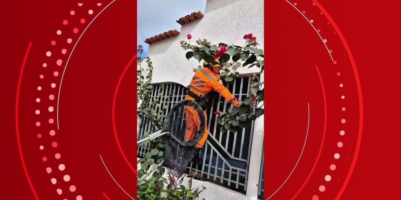 VÍDEO: Surpreendida por iguana de 1,8 m no portão de casa, mulher liga assustada para os Bombeiros em MG | G1