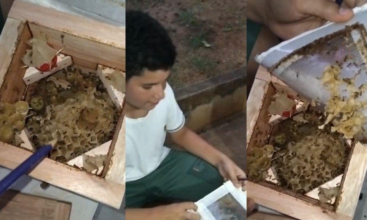 Abelhas nativas viram 'pets de baixa manutenção' no Paraná | G1