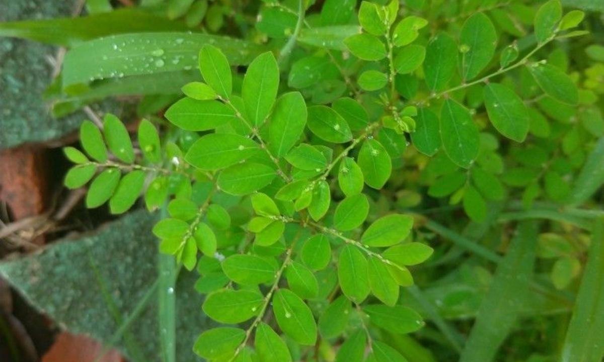 Quebra-pedra: conheça a planta que ajuda a tratar pedras nos rins