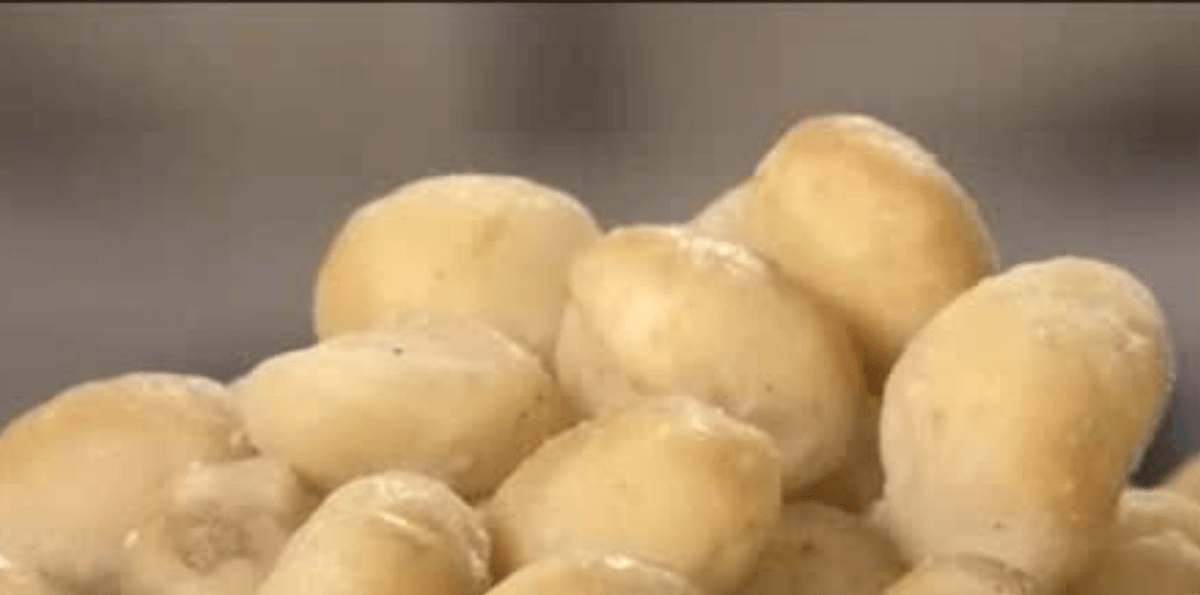 Macadâmia ganha espaço na culinária brasileira e mira mercado da Índia