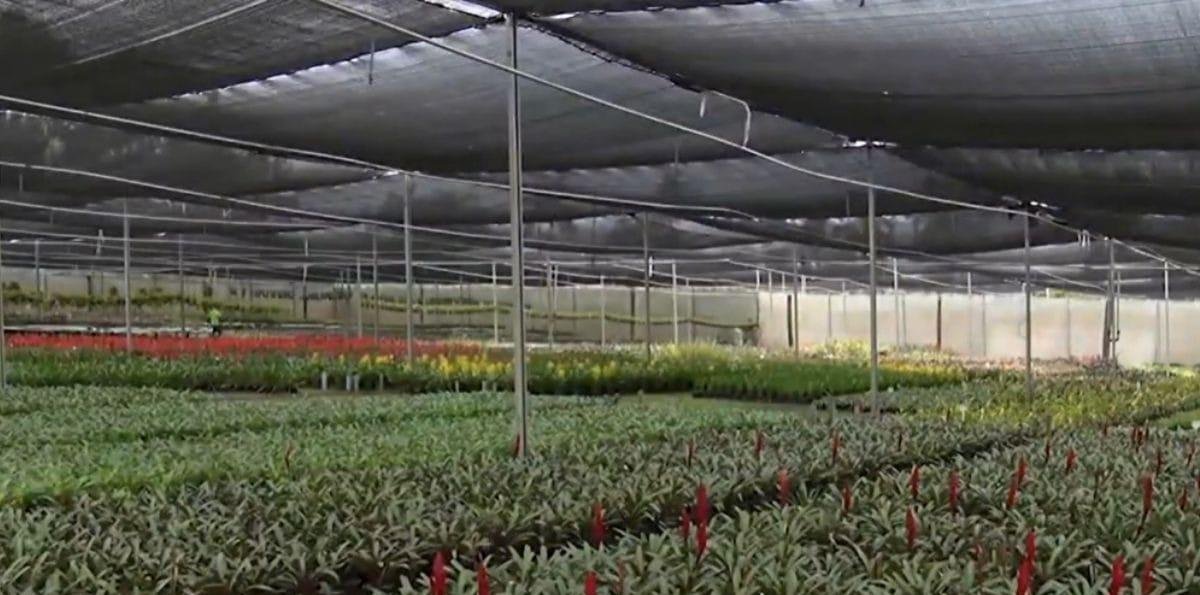 Agropecuária representa 32,8% do valor adicionado do País, aponta PIB