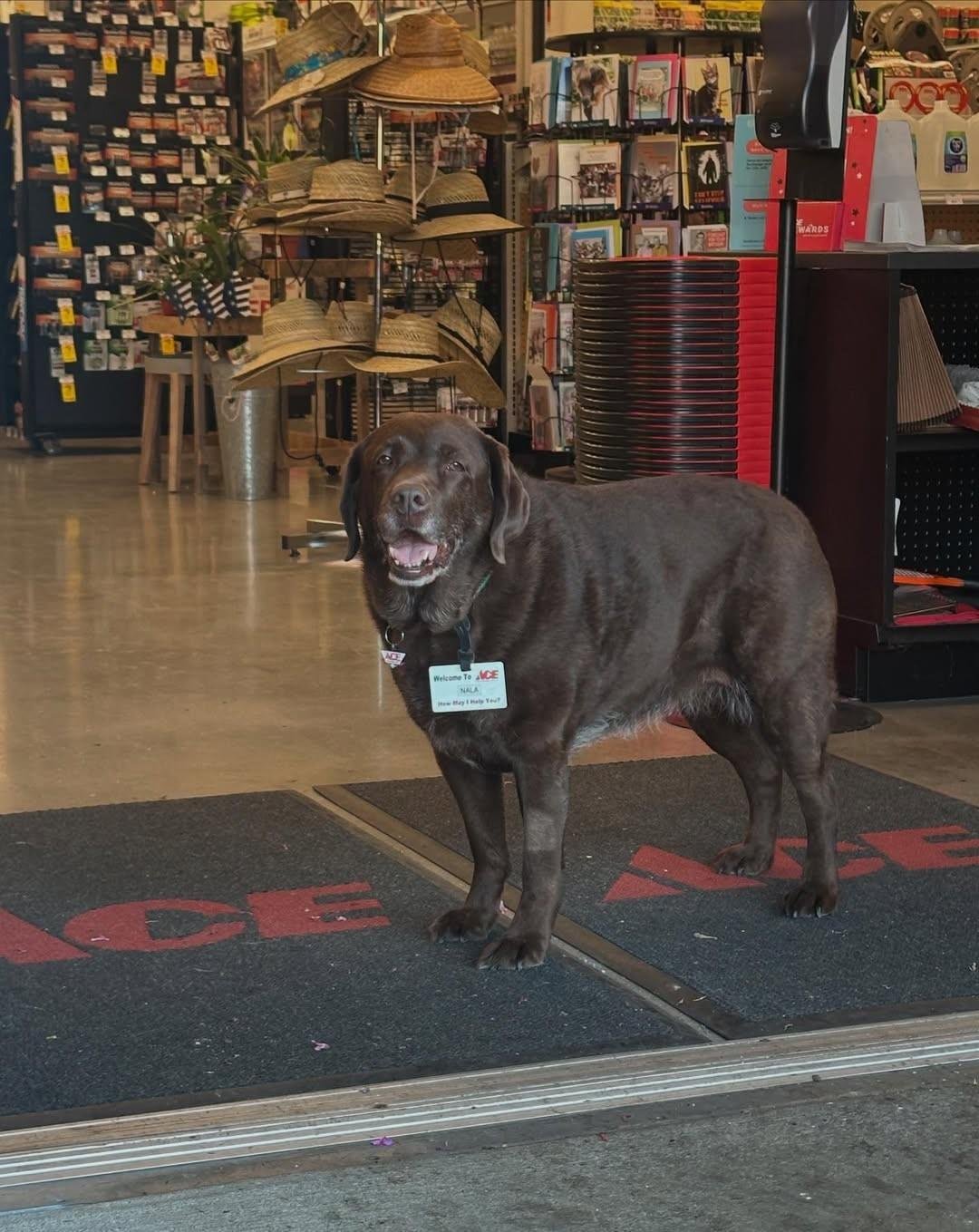 Com direito a crachá, labrador 'trabalha' em loja de ferragens na Califórnia: 'Funcionária do mês'