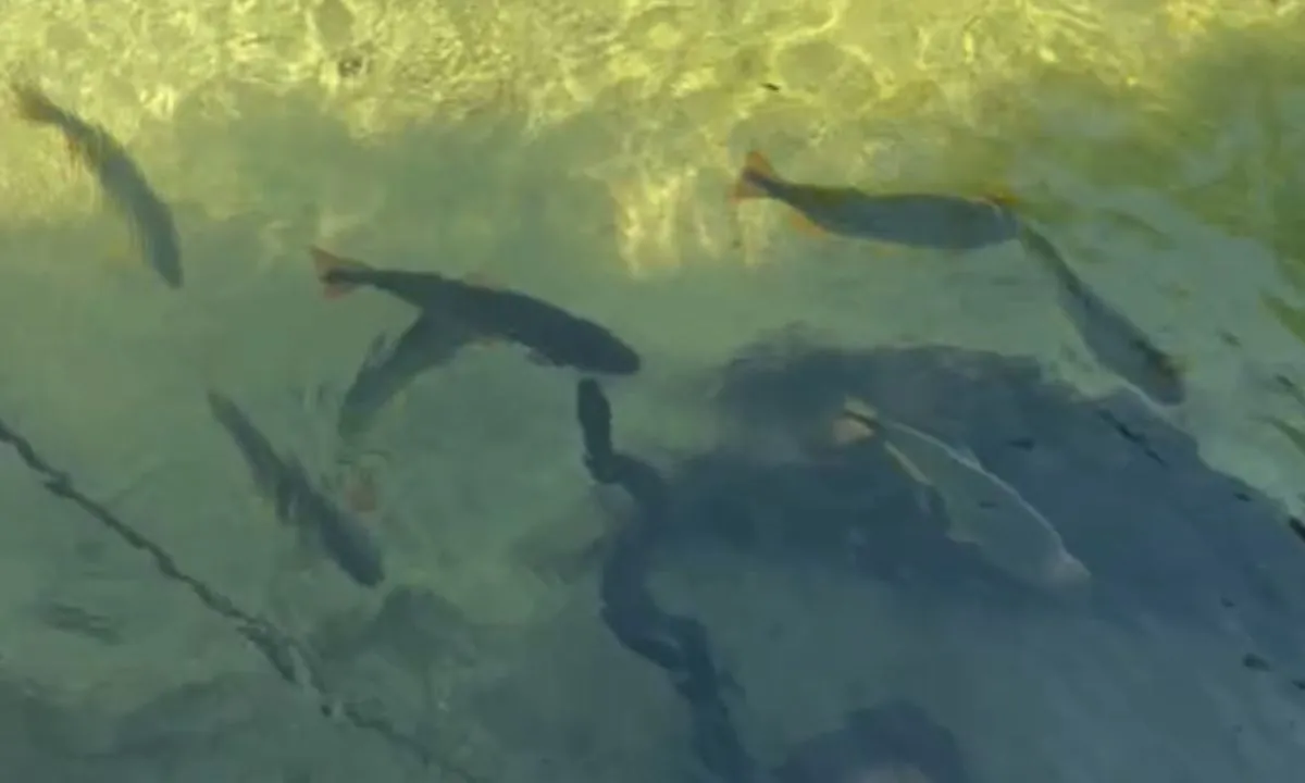 Pescadora é surpreendida com bote de sucuri em rio de águas cristalina | G1