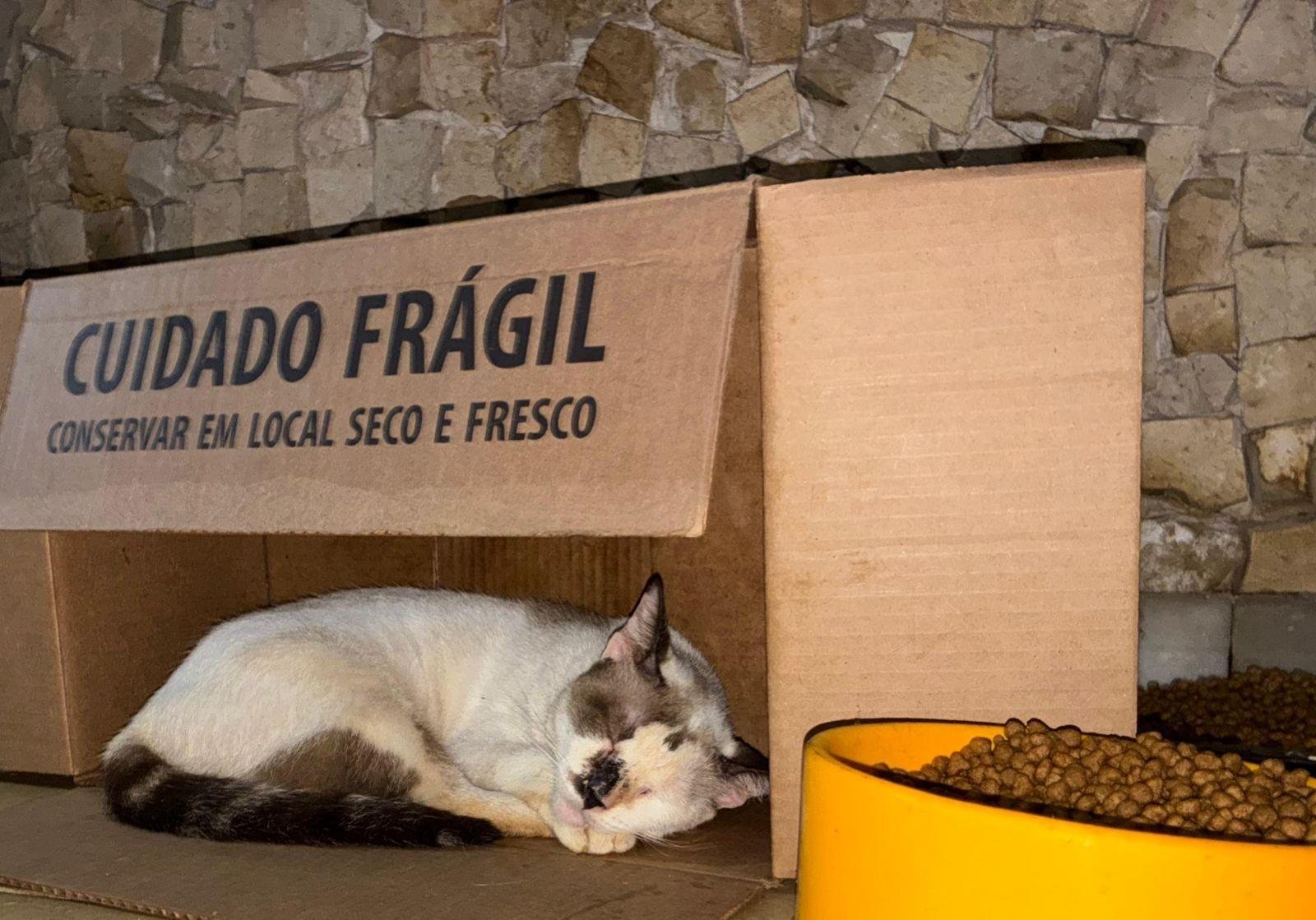 Gatos em Belém sofrem maus-tratos e precisam de adoção | G1