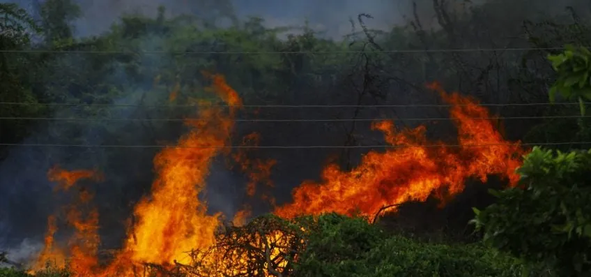 Incêndios florestais destroem mais de 17.000 hectares na Europa