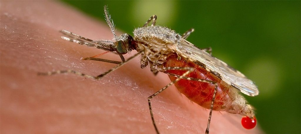 Mosquitos que transmitem malária podem ter desenvolvido gosto por sangue humano há 1,8 milhão de anos