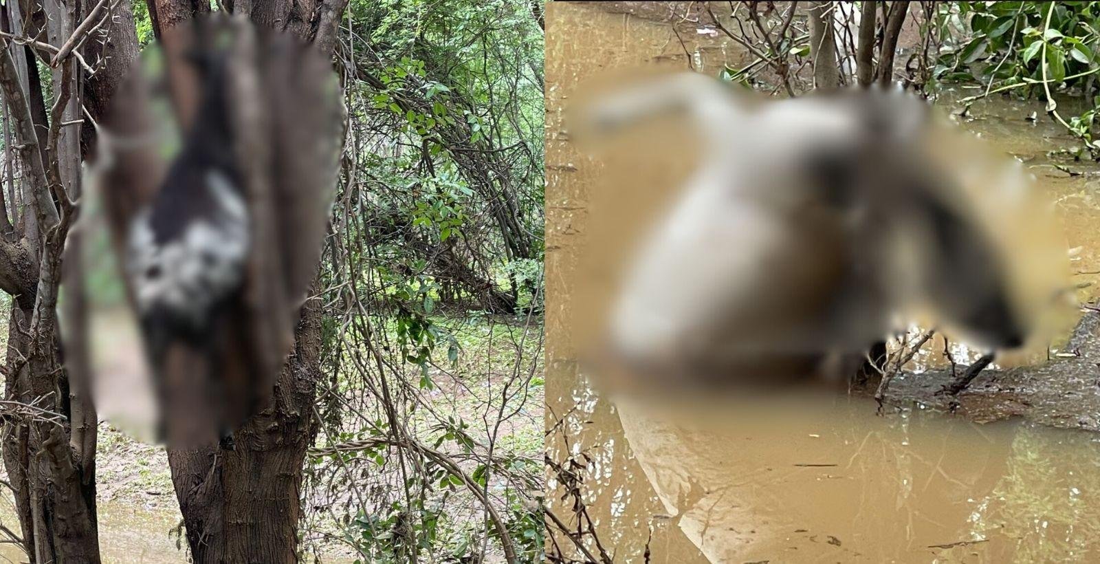 Corpos de ovelhas são encontrados presos em árvores após forte chuva | G1