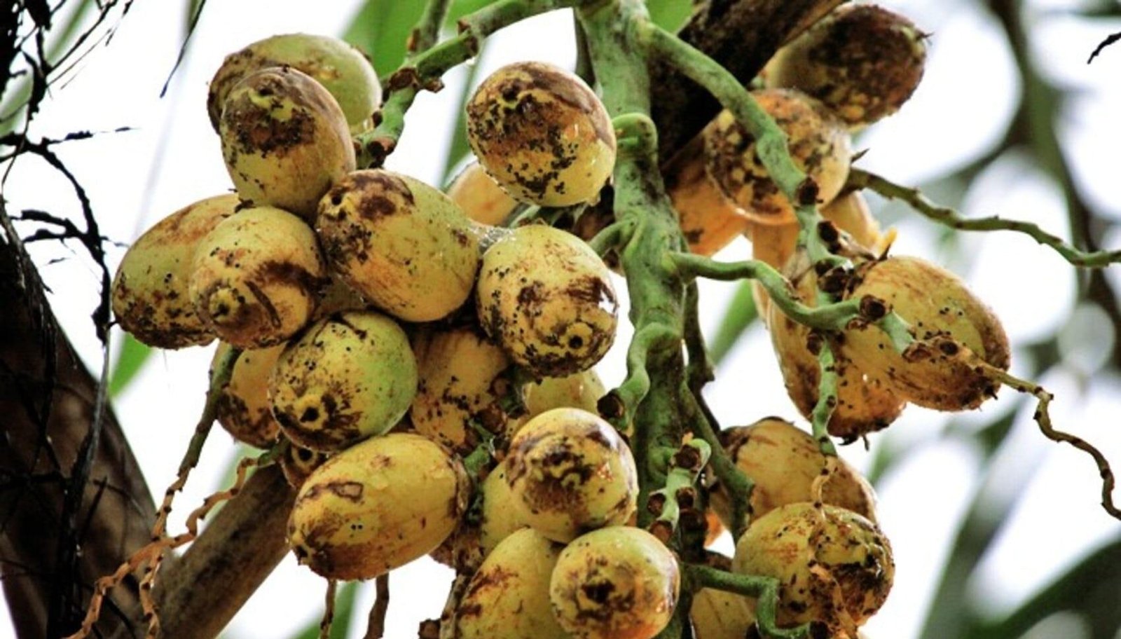 O que é guariroba e como cultivar esta planta