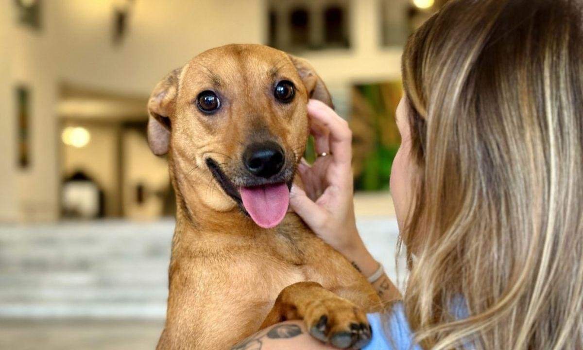 Pesquisa mostra bairros de São Paulo onde os cachorros vivem melhor