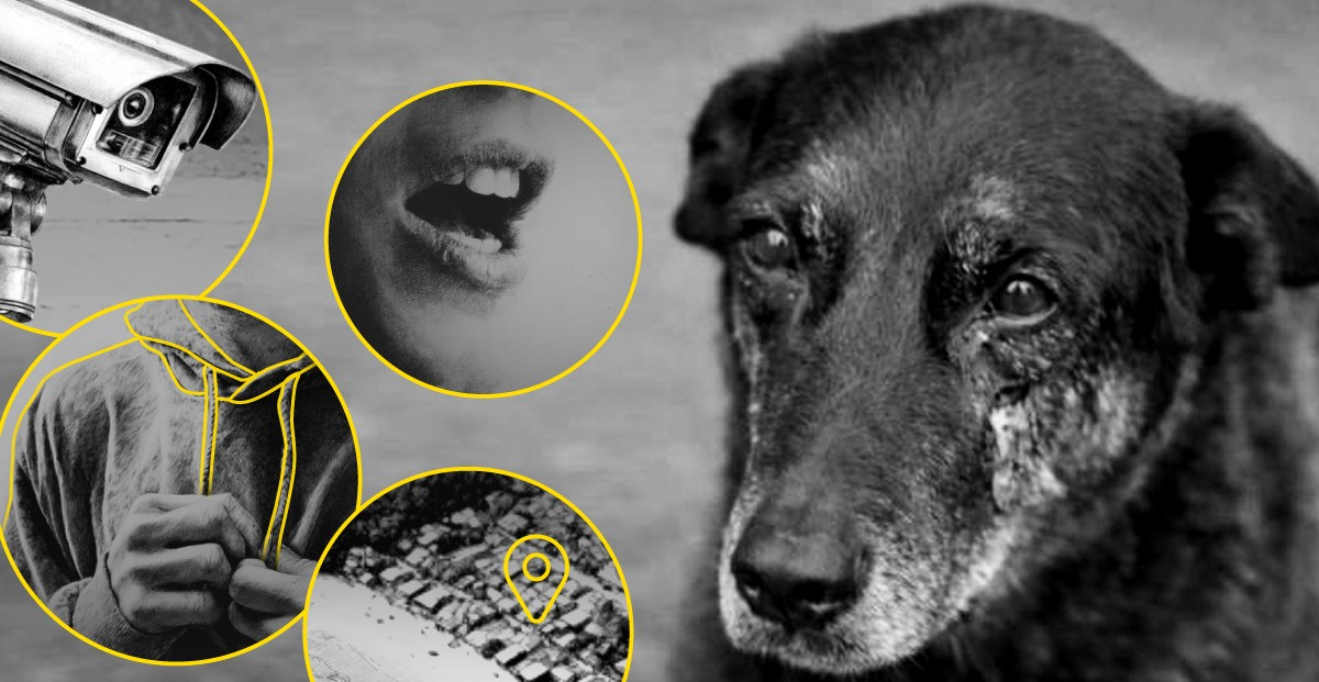 De agressão a desfecho policial, infográfico detalha caso do cão Orelha; veja