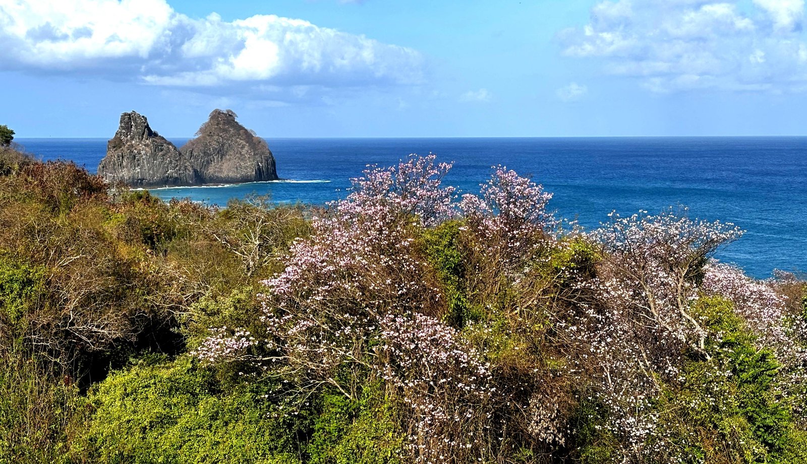Ilha das flores: ipês entram em florada e colorem Fernando de Noronha | G1