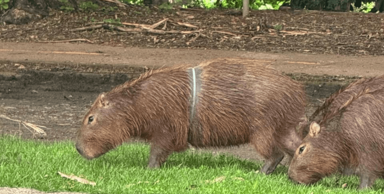 Piracicaba: capivara é resgatada após 32 dias com fita plástica no corpo
