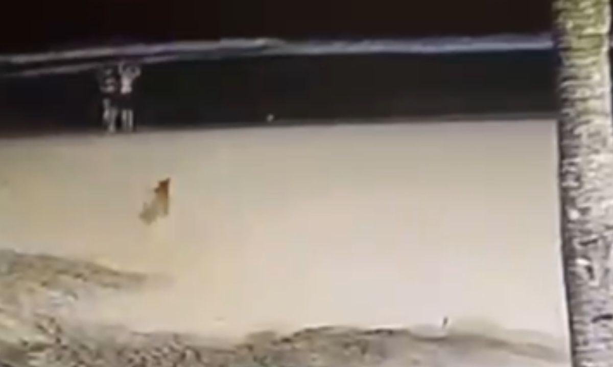 Novas imagens mostram suspeitos levando cão Caramelo antes de jogá-lo no mar