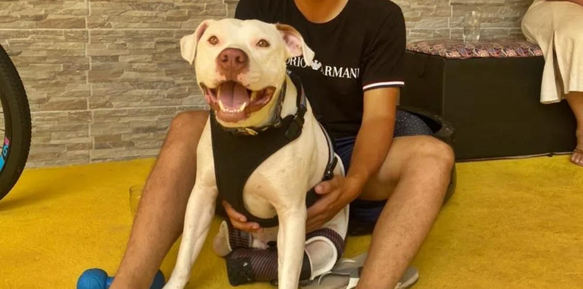 Cão Orelha: relembre 5 casos de maus-tratos que chocaram o país