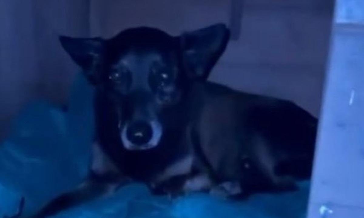 Polícia apura fake news que ligou adolescente à morte do cão Orelha