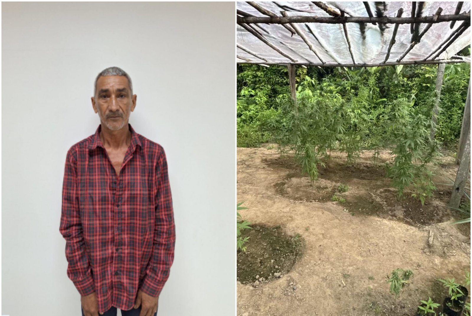 Defesa alega que idoso preso com estufa de maconha usava 20g por dia | G1