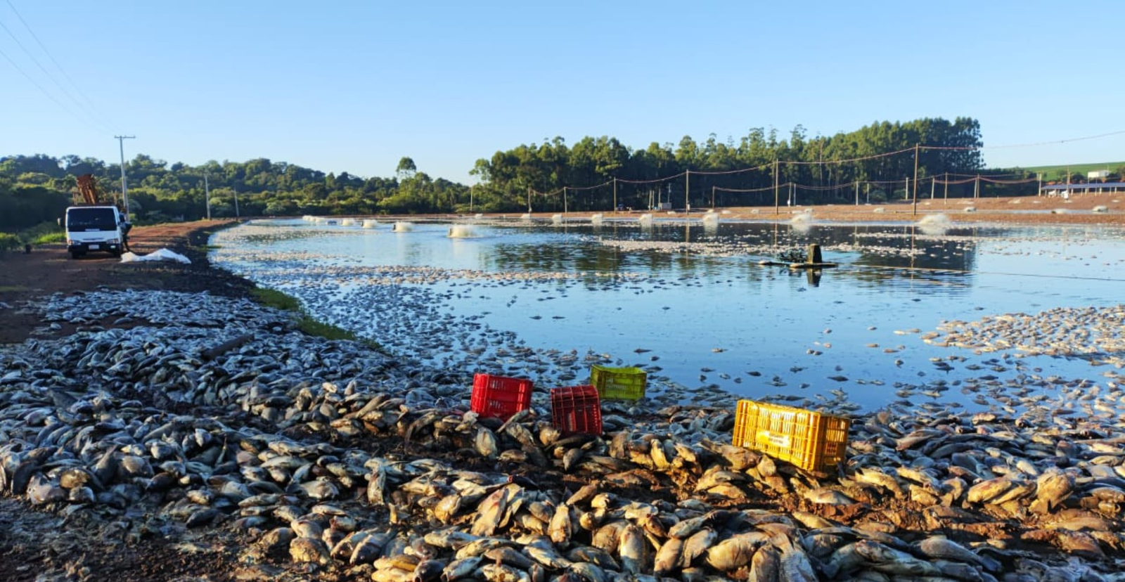 Agricultor tem prejuízo de cerca de R$ 9 milhões após queda de energia causar morte de 900 mil kg de tilápias, no Paraná | G1