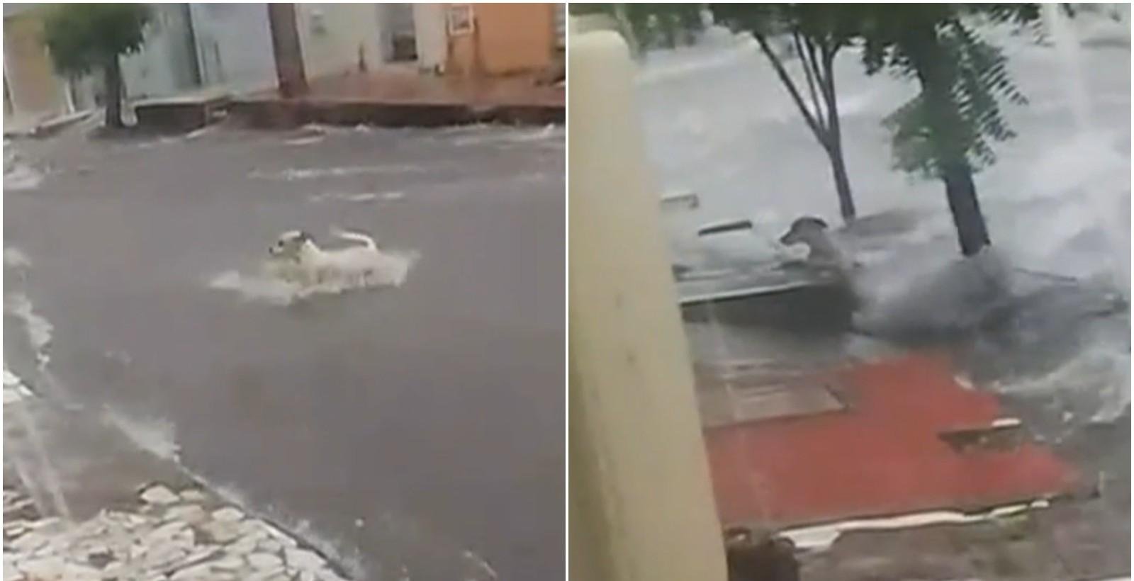 Cachorro é arrastado por enxurrada durante chuva em Juazeiro do Norte | G1