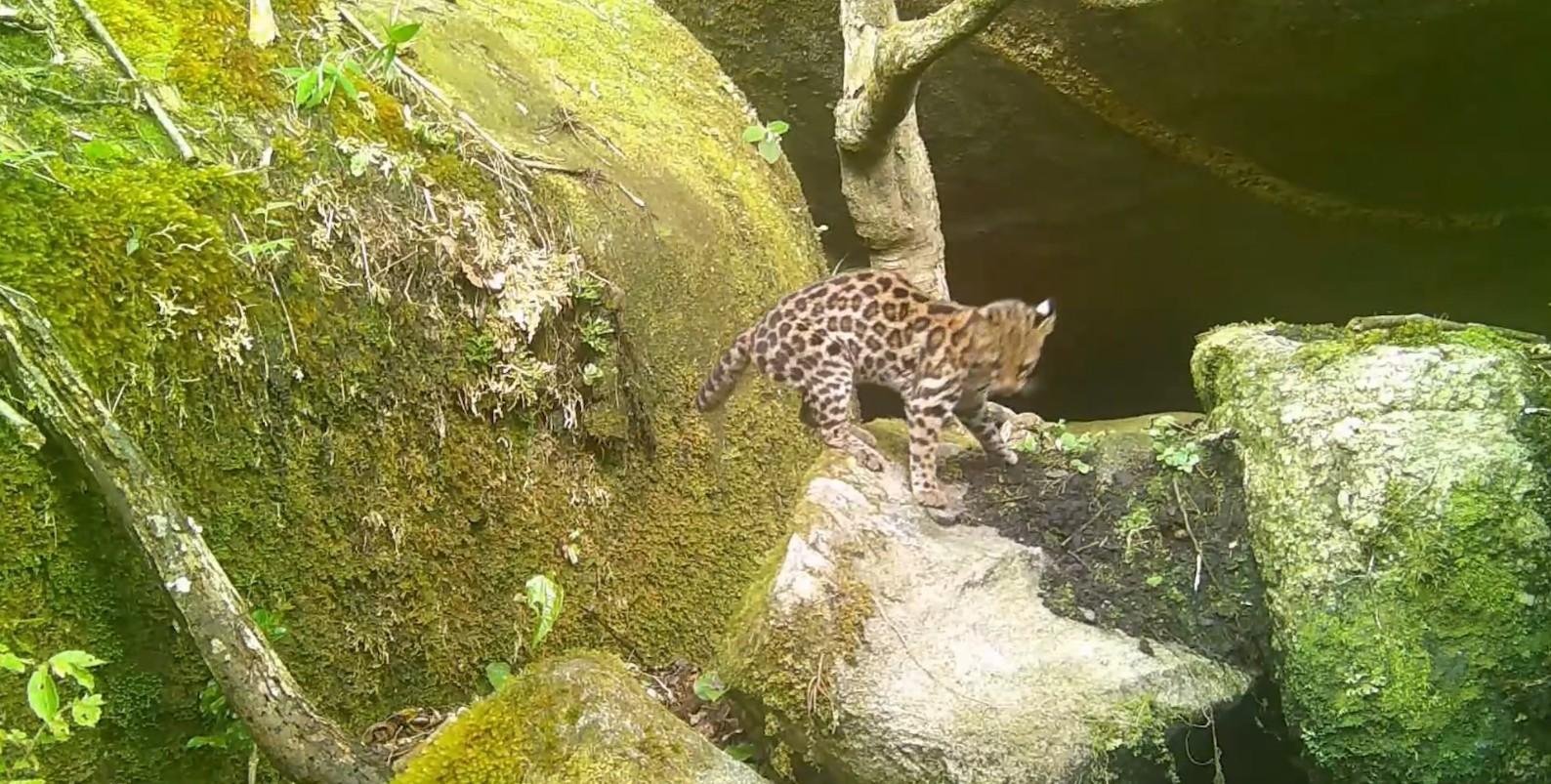 Gato-do-mato ameaçado é registrado no Parque Estadual dos Três Picos | G1