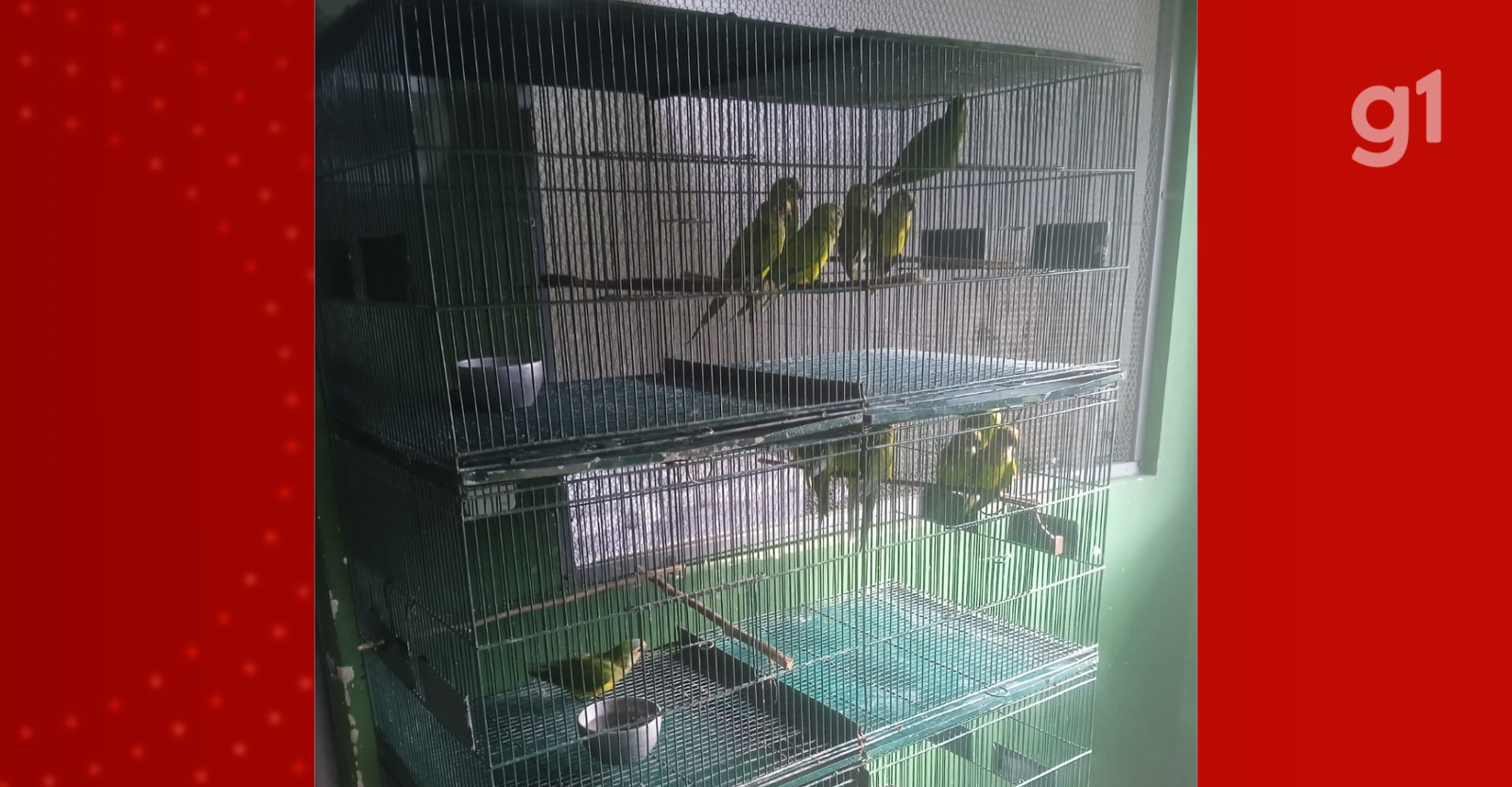 Periquitos resgatados após queda de árvore no MA têm quadro estável | G1