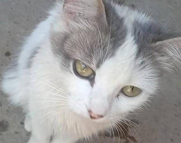 Gata grávida é morta por dois homens em Minas Gerais, diz polícia