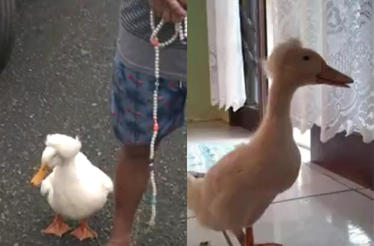 'Marreco de pompom' acompanha homem em passeios por Joinville | G1