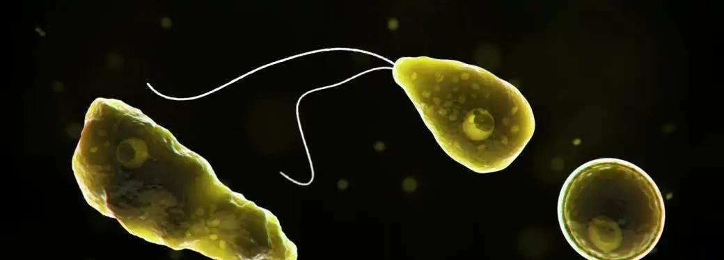 Amebas: cientistas pedem ação urgente contra esses micróbios; veja por que ameaçam a saúde