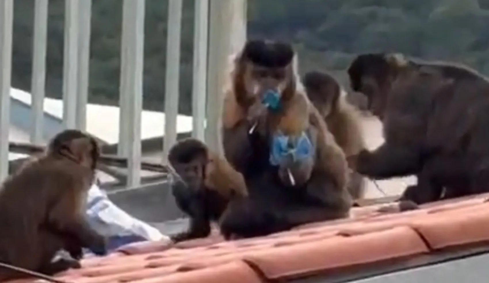 Macacos invadem escola e furtam pirulitos em Poços de Caldas | MG | G1