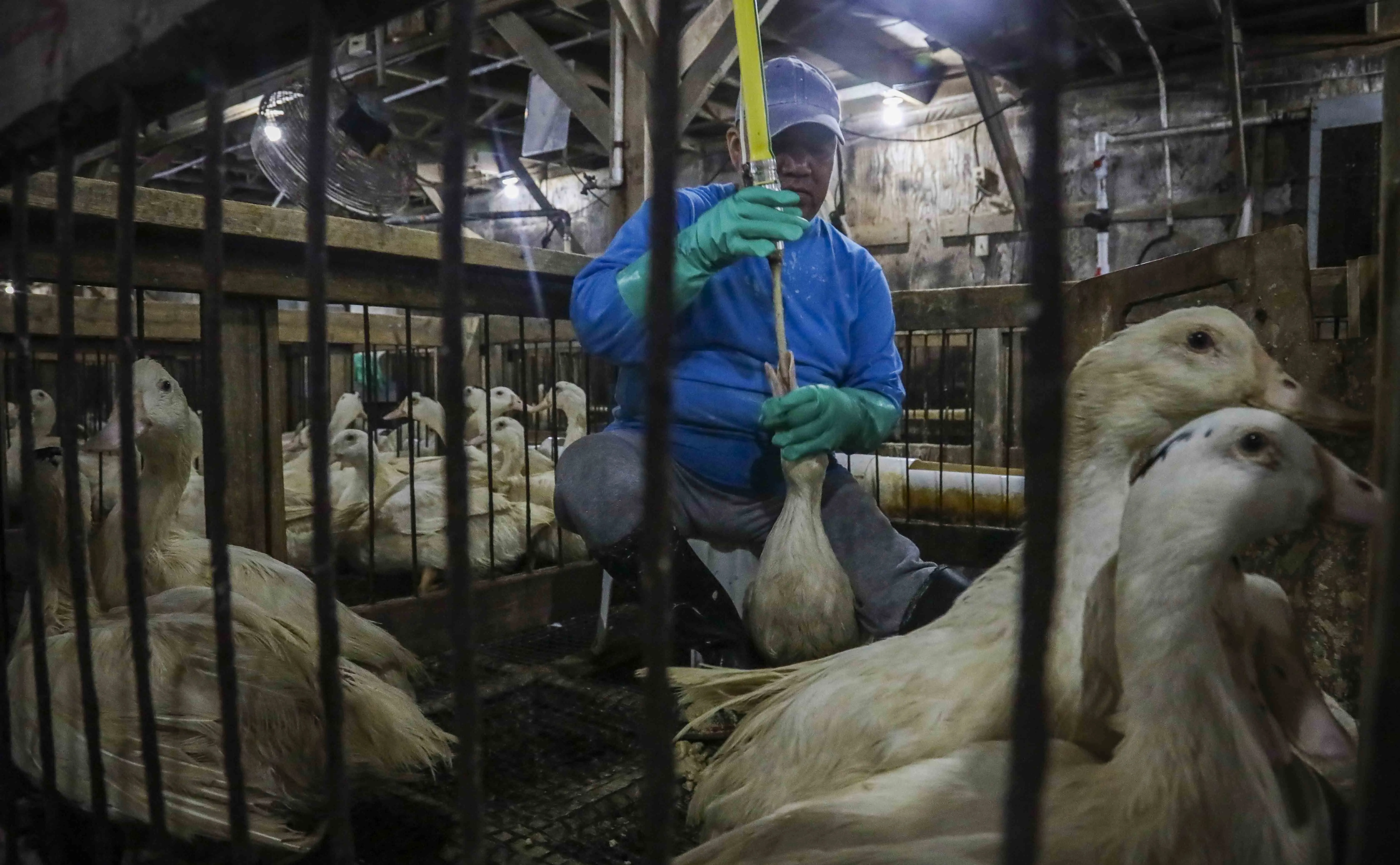 Veto ao foie gras no Brasil reacende tensão comercial com a França após acordo Mercosul-UE