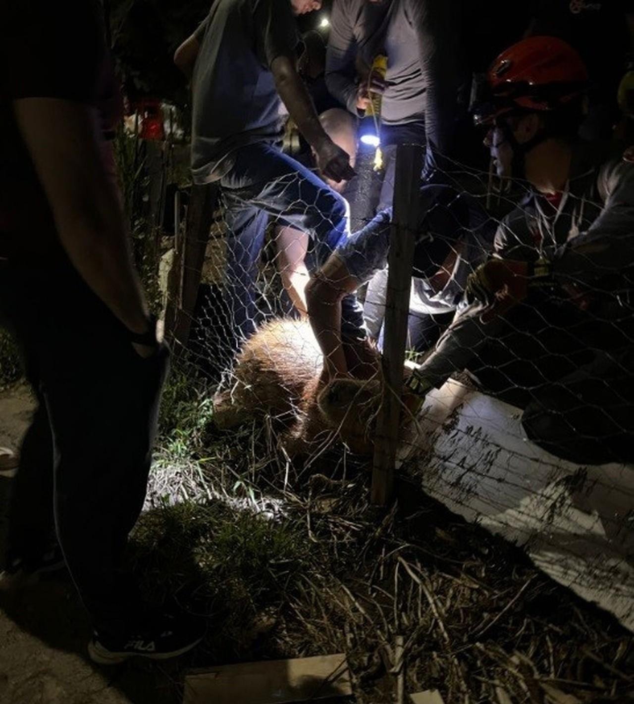Capivara em Piracicaba: animal com arco é capturado após 1 mês | G1