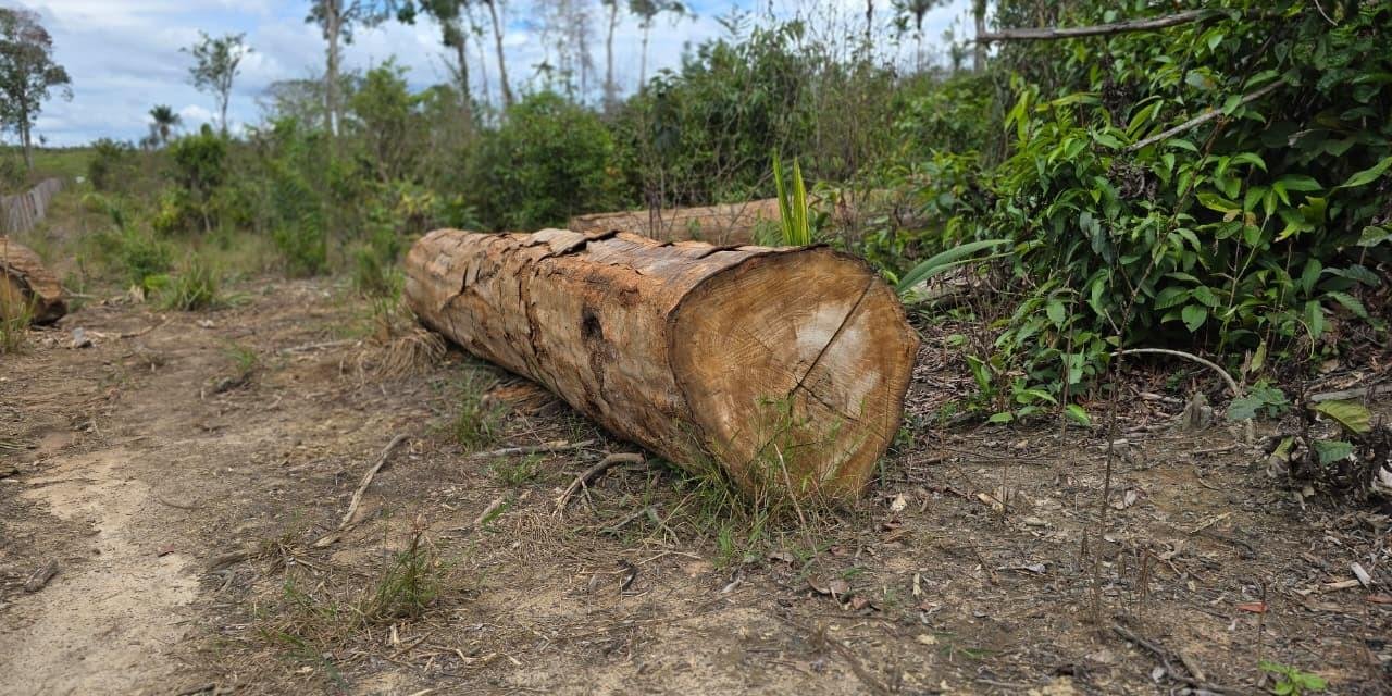 Caracaraí, no Sul de RR, é o município que mais desmatou na Amazônia no último semestre | G1